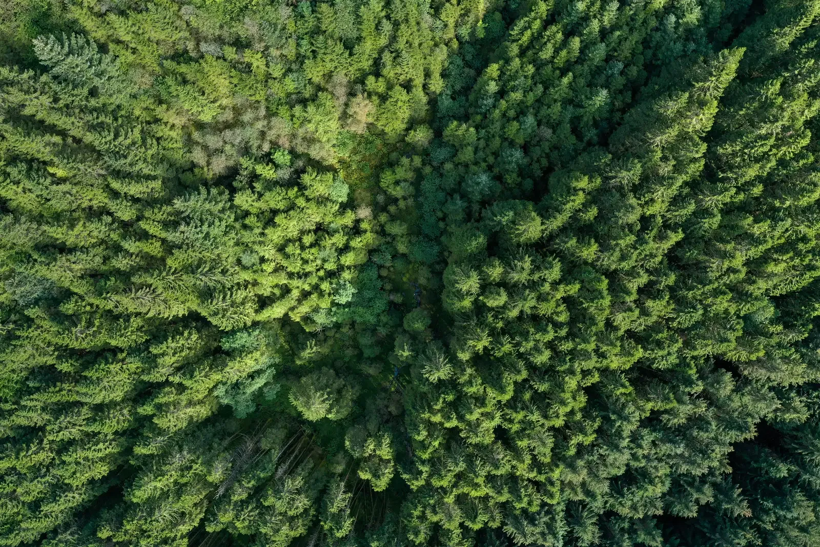 Aerial view of the mature trees and greenery around Zena Park in New Kitisuru