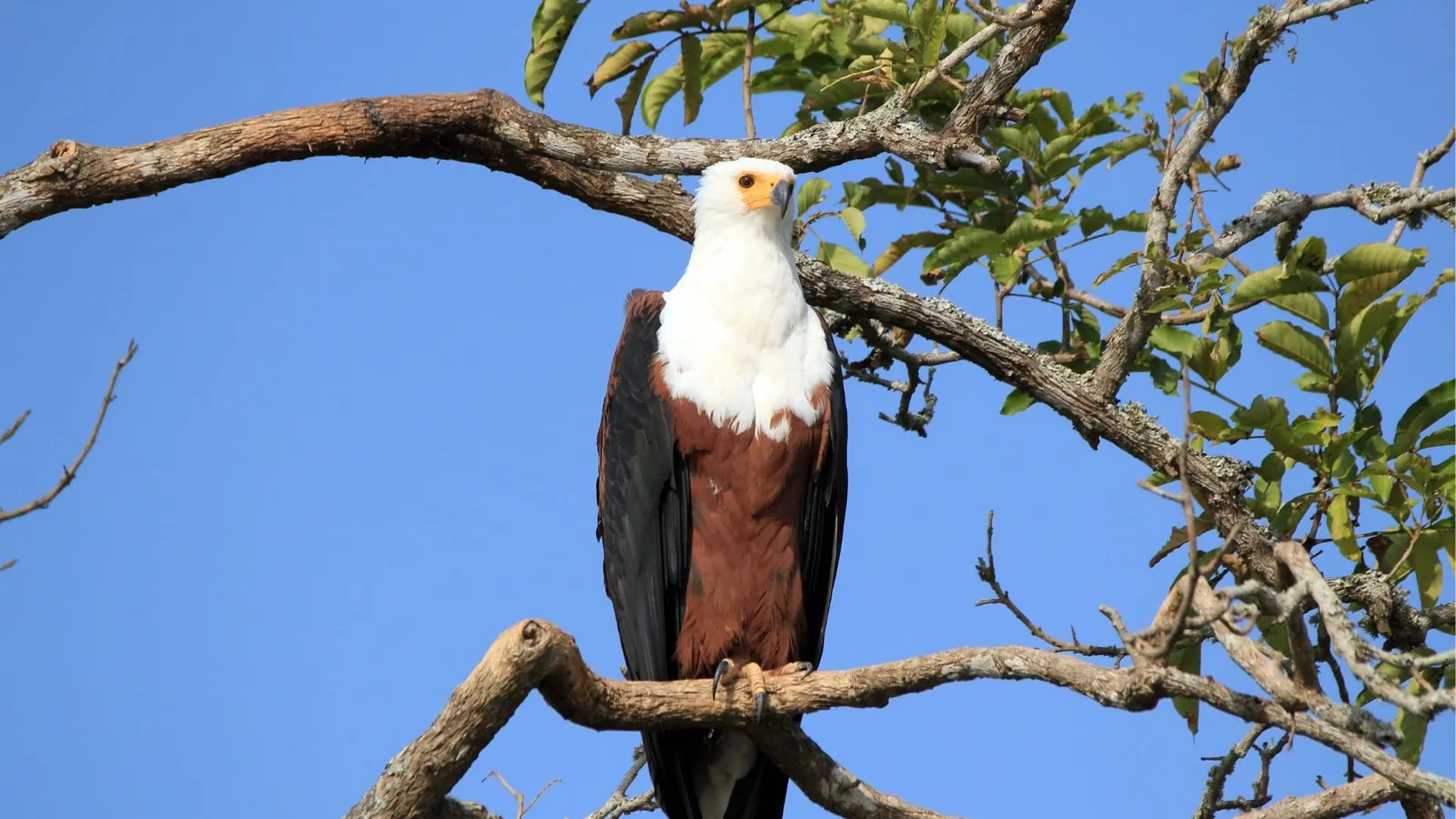 African Fish Eagle in tree