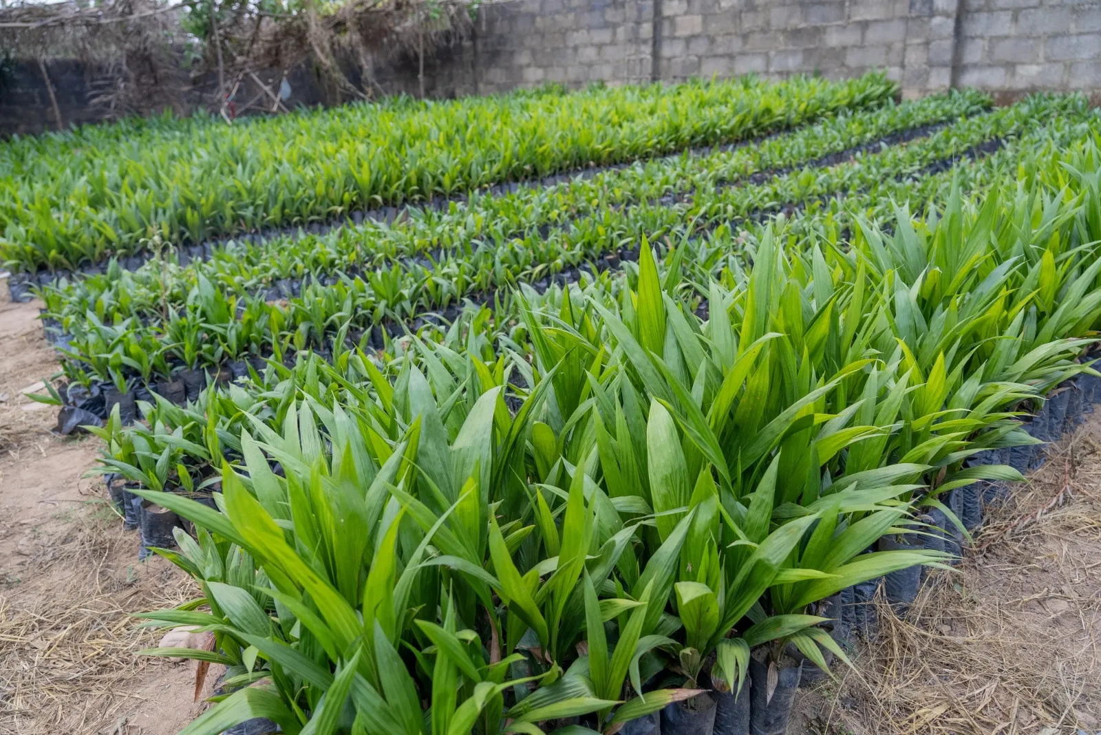 Palm Place — Ogun State