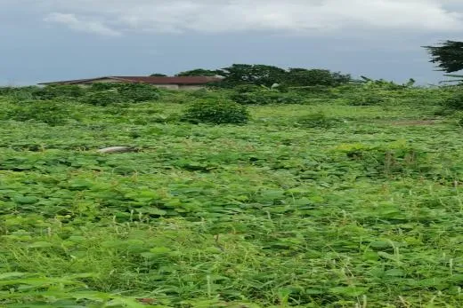 Lena Real Estate - BWANG BAKOKO