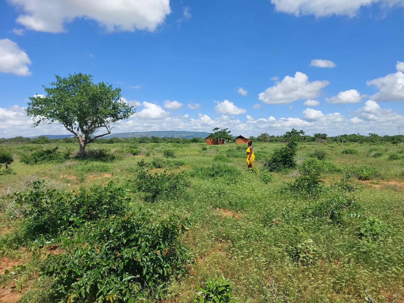 PECULIAR GARDENS BAOLALA MALINDI