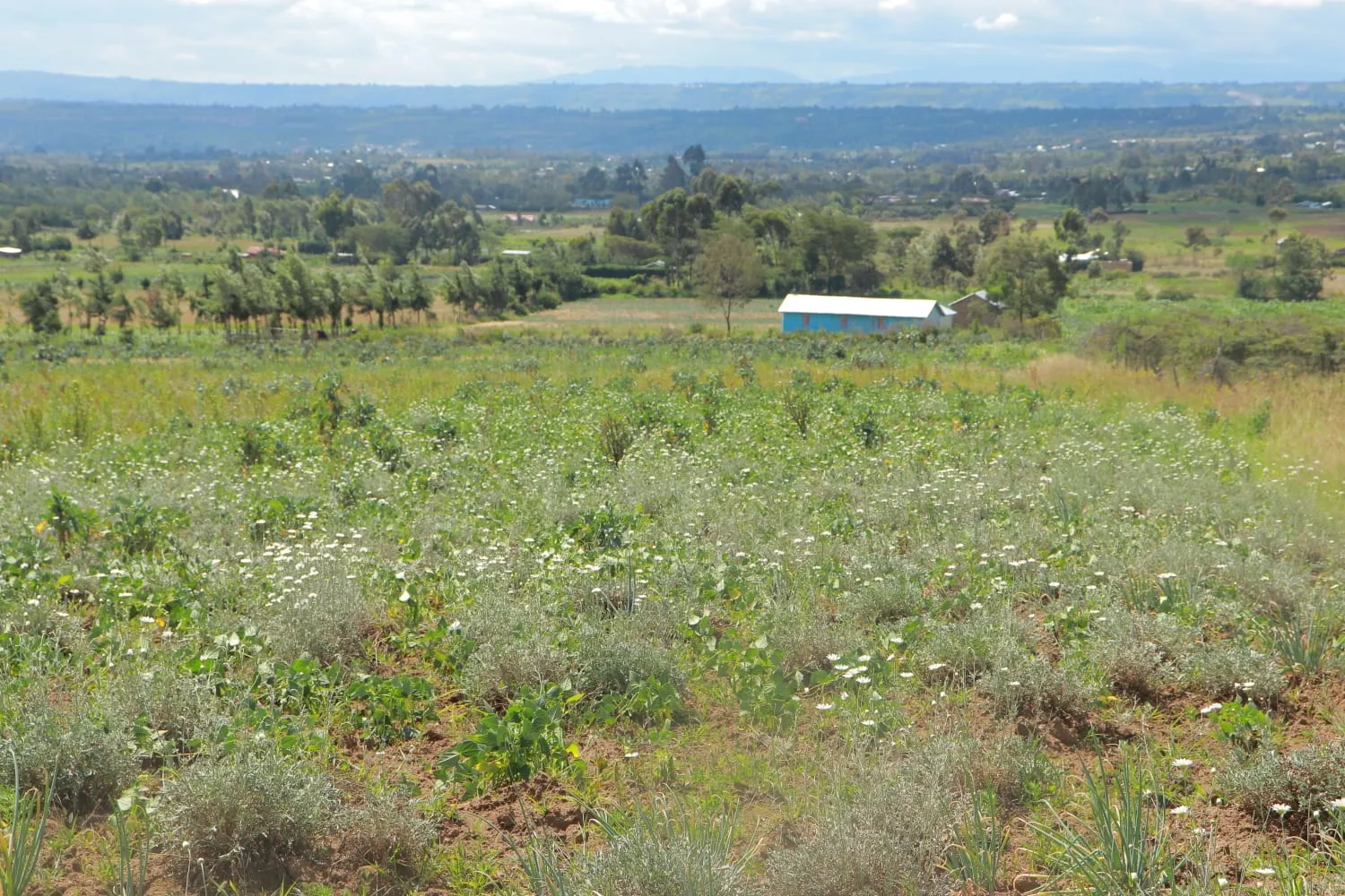 Tulivu Gardens