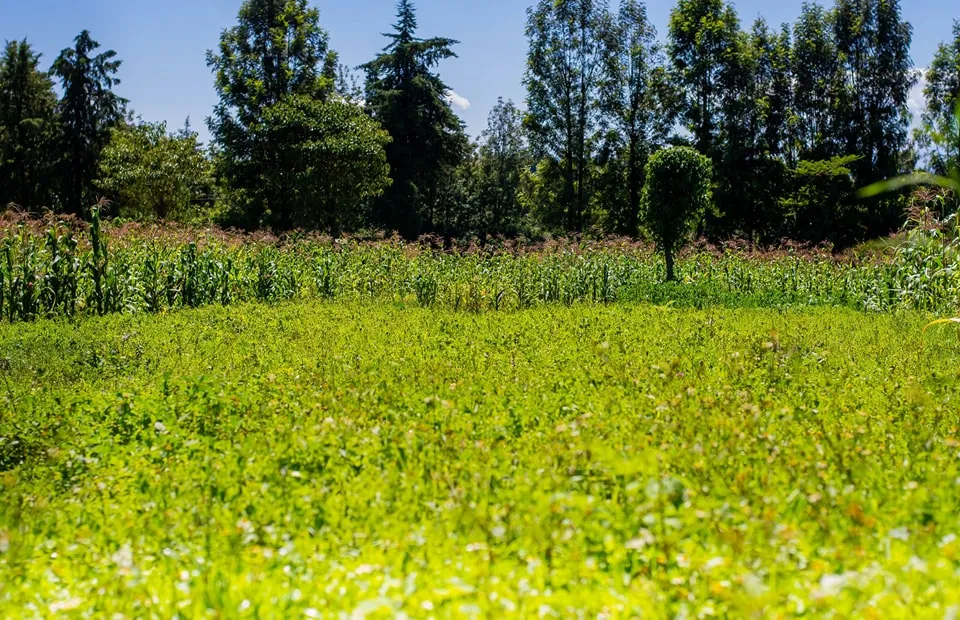 Njoro Stoo Mbili – Phase 18 plots — Nakuru