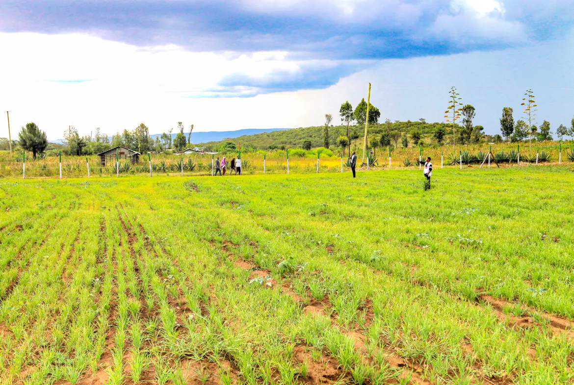 Citrus Grove Estate – Secure 1/8th Acre Plots Near Lake Nakuru — NAKURU