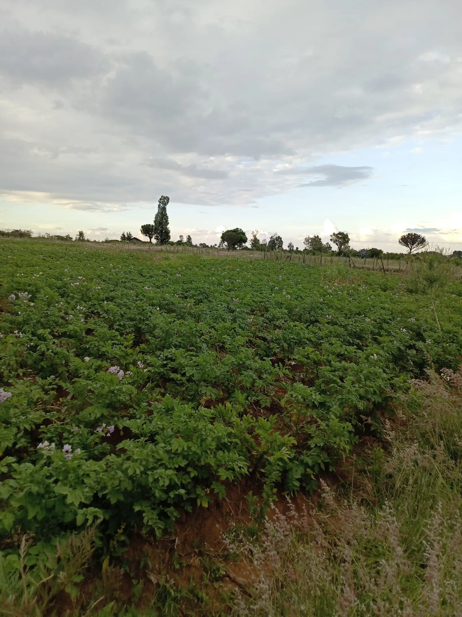 IMG-20251106-WA0083