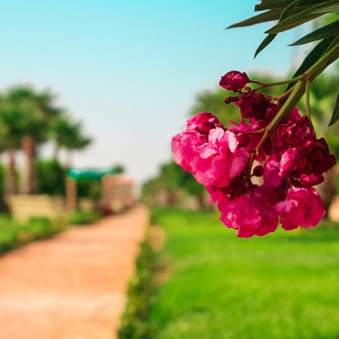 Les Jardins Riyad toulal - espace vert -