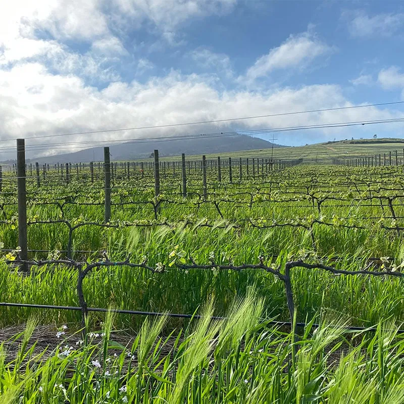 South African vineyard with lush grapevines and scenic mountain backdrop.