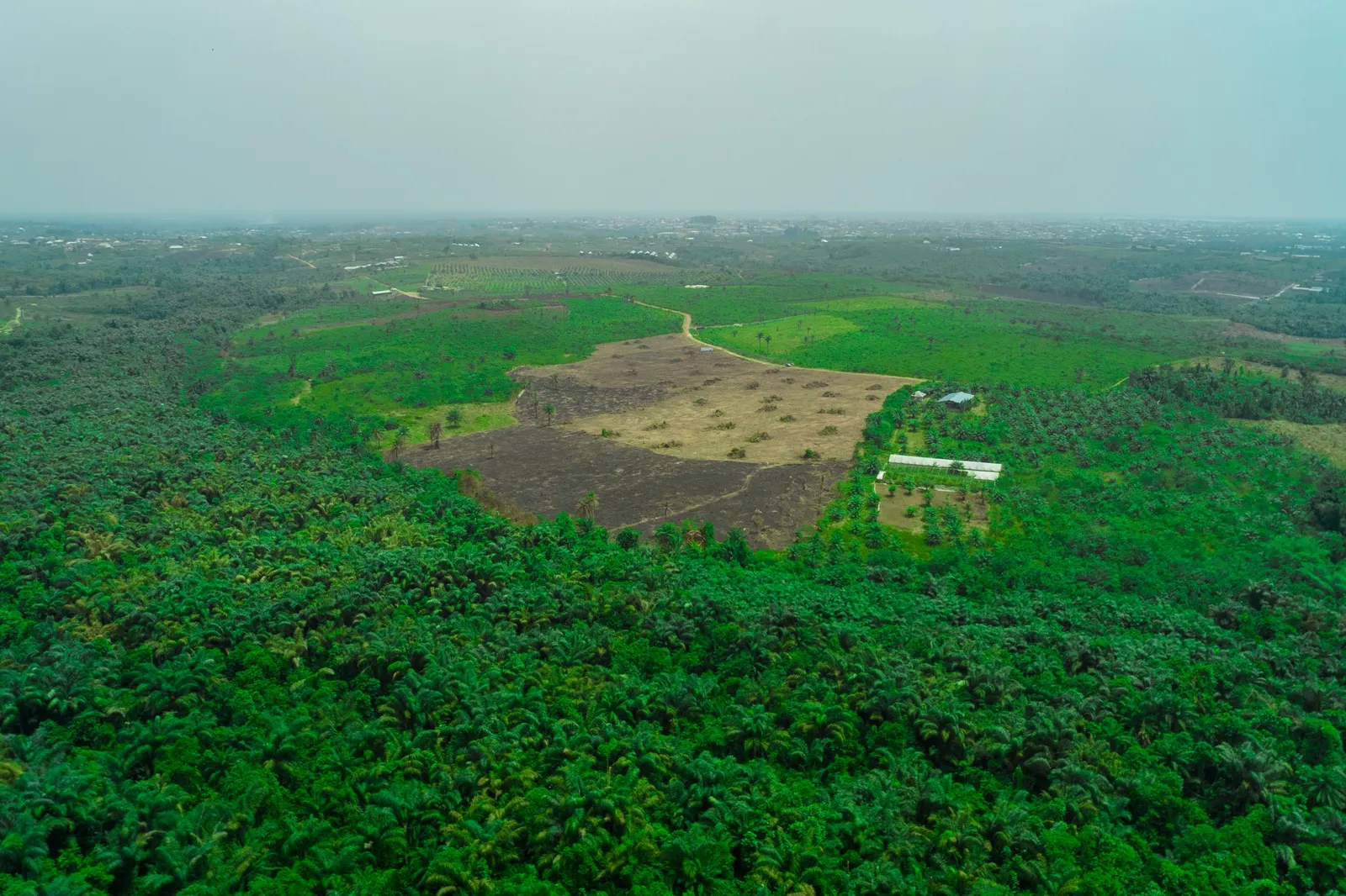 The Monarch's Court Omu-Epe